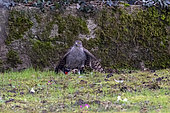 Eurasian sparrowhawk (Accipiter nisus) female catching a Great Spotted Woodpecker (Dendrocopos major) in a garden, Lorraine, France