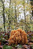 Golden Coral fungus (Ramaria aurea) in hardwood undergrowth in autumn, Forest near Toul, Lorraine, France