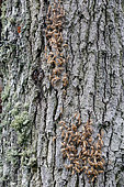Oak processionary moth (Thaumetopoea processionea) Group of caterpillars on an oak trunk in autumn, Forest on the edge of Lake Madine, Lorraine, France