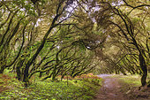 Tree heather, Garajonay National Park, La Gomera Island, Canary Islands. Environment designated in the Canaries by the term Fayal-brezal, dominated by Erica arborea, Erica platycodon and Ilex canariensis.