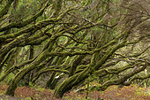 Tree heather, Garajonay National Park, La Gomera Island, Canary Islands. Environment designated in the Canaries by the term Fayal-brezal, dominated by Erica arborea, Erica platycodon and Ilex canariensis.