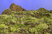 Canary island spurges (Euphorbia canariensis), La Gomera, Canary Islands