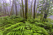 La Gomera Laurel forest, Garajonay National Park, Canary Island