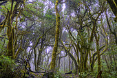 La Gomera Laurel forest, Garajonay National Park, Canary Island