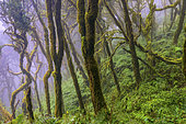 La Gomera Laurel forest, Garajonay National Park, Canary Island