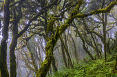 La Gomera Laurel forest, Garajonay National Park, Canary Island