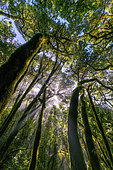 La Gomera Laurel forest, Garajonay National Park, Canary Island