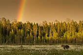 Brown Bear (Ursus arctos) with rainbow above forest, Suomussalmi, Karelia, Finland, Europe