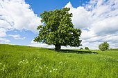 Old Large-leaved Linden (Tilia platyphyllos), solitary tree, 400 years old, Thuringia, Germany, Europe