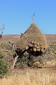 Sociable weaver (Philetairus socius), nest, colony, community nest, Tswalu Game Reserve, Kalahari Desert, North Cape, South Africa, Africa