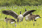 Canada Geese (Branta canadensis) standing on the lookout by a lake. Adults and young people of the year. Mauricie National Park. Quebec. Canada