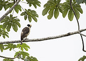 Laughing Falcon (Herpetotheres cachinnans) perched on tree inside the Montes Azules Biosphere Reserve, Chiapas Mexico.