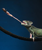 Yemen chameleon (Chamaeleo calyptratus) feeding on cockroach, studio shot.