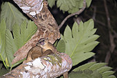 Kinkajou (Potos flavus) in its night behavior inside Montes Azules Biosphere Reserve, Chiapas Mexico.