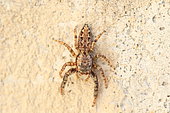 Jumping Spider (Marpissa muscosa) on a wall