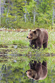Brown bear (Ursus arctos arctos) female near a lake, Finland