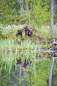 Brown bear (Ursus arctos arctos) cubs of a few months old playing by a lake, Finland