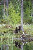 Brown bear (Ursus arctos arctos) cubs of a few months old playing by a lake, Finland