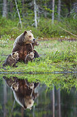 Brown bear (Ursus arctos arctos) female and her cubs of a few months old by a lake, Finland