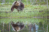 Brown bear (Ursus arctos arctos) female near a lake, Finland