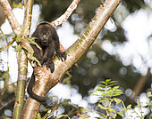 Juvenile howler monkey (Alouatta pigra) resting on a tree branch within the Montes Azules Biosphere Reserve, Chiapas Mexico.
