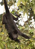 Adult howler monkey (Alouatta pigra) hanging on a tree branch within the Montes Azules Biosphere Reserve, Chiapas Mexico.