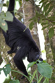 Adult howler monkey (Alouatta pigra) eating green leaves on a tree branch within the Montes Azules Biosphere Reserve, Chiapas Mexico.