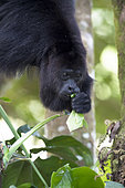 Adult howler monkey (Alouatta pigra) eating green leaves on a tree branch within the Montes Azules Biosphere Reserve, Chiapas Mexico.