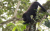 Adult howler monkey (Alouatta pigra) eating green leaves on a tree branch within the Montes Azules Biosphere Reserve, Chiapas Mexico.