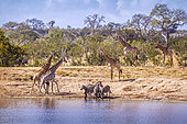 Scenic lake view with Giraffes Giraffa camelopardalis and plains zebras in Kruger National park, South Africa