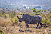 Rhinocéros blancs du sud (Ceratotherium simum simum) avec une longue corne dans la savane, Parc national Kruger, Afrique du Sud