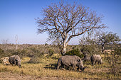 Three Southern white rhinoceros (Ceratotherium simum simum) grazing in savannah in Kruger National park, South Africa