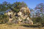 Southern white rhinoceros (Ceratotherium simum simum) in boulder scenery in Kruger National park, South Africa