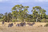 Small herd of Plains zebra (Equus quagga burchellii) in savannah in Kruger National park, South Africa ; Specie family of Equida