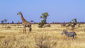 Giraffe (Giraffa camelopardalis) and plains zebra in dry savannah scenery in Kruger National park, South Africa