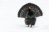 Capercaillie (Tetrao urogallus) Male displaying on the snow, Scotland