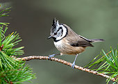 Crested tit (Lophophanes cristatus) perched on a branch