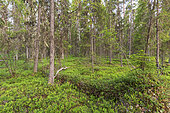 Boreal forest, Finland