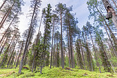 Boreal forest, Finland