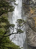Branch of a tree in front of waterfall, Devils Punchbowl Falls, Arthur's Pass, Canterbury Region, Southland, New Zealand, Oceania