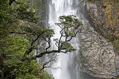 Branch of a tree in front of waterfall, Devils Punchbowl Falls, Arthur's Pass, Canterbury Region, Southland, New Zealand, Oceania