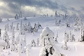 Snow covered mountain pines in a winter storm in Rukatunturi, Kuusamo, Lapland, Finland, Europe