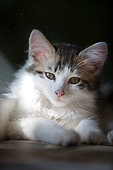 Portrait of a gray and white kitten resting in a ray of light, Haut Rhin, France