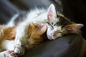Two sleeping kittens on a chair in the sun, Haut Rhin, France