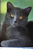 Chartreux type gray adult cat resting near a window, Haut Rhin, France