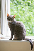 Tabby gray cat sitting near an open window, Haut Rhin, France