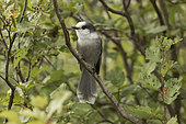 Gray Jay (Perisoreus canadensis) on a branch of Alder, Gaspésie National Park, Quebec, Canada.