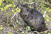 North American Beaver (Castor canadensis) biting the bark of a shrub along a stream, Forillon National Park, Quebec, Canada.