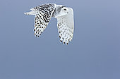 Snowy Owl (Bubo scandiacus) female in flight against blue sky, Quebec, Canada.