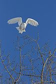 Snowy Owl (Bubo scandiacus) male in flight from the top of a tree, Quebec, Canada.